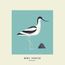 Avocet